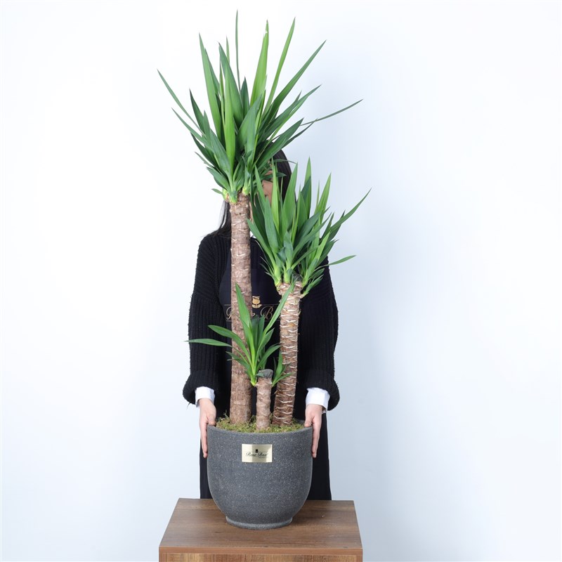 3'Lü Yucca Bitkisi