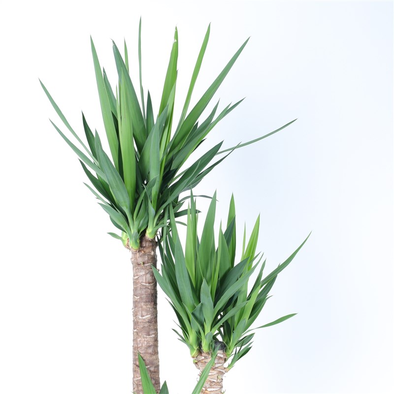 Kumlu Beton Saksıda 3'Lü Yucca