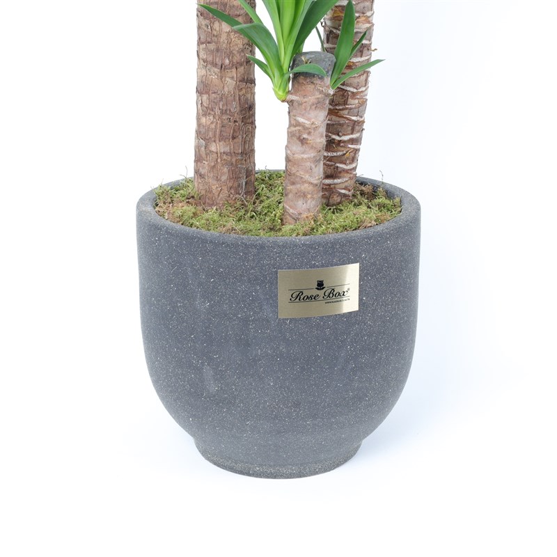 Kumlu Beton Saksıda 3'Lü Yucca
